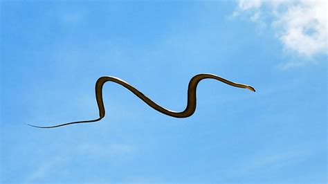 Para alcançar maiores distâncias cobras voadoras se contorcem no ar