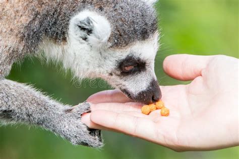 Lemur With Human Hand Selective Focus Stock Image Image Of Prepared
