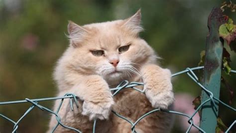 A cat that has gained excess weight may get stuck. Safe Ways To Help Your Cat Lose Weight - CatTime