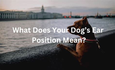 Dog Ear Positions Chart Dogs Ears Language And Meaning