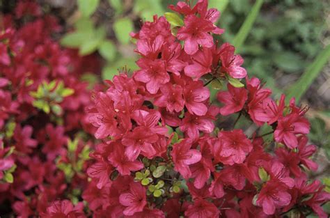 30 Best Shrubs For Shade