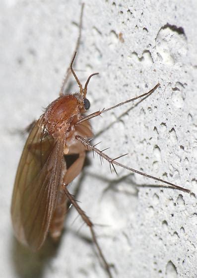 Maybe you would like to learn more about one of these? Tiny Brown Flying Bugs In Bedroom | Psoriasisguru.com