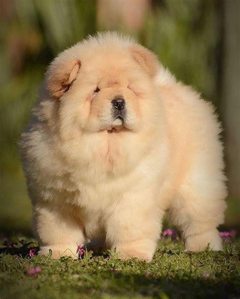 Chow Chow Dog Breed Info Pictures Puppies Traits And Facts Hepper