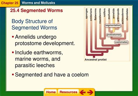 Ppt Chapter 25 Worms And Mollusks Powerpoint Presentation Free Download Id3224080