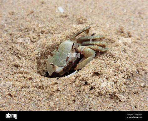 Crab Is Digging A Hole In The Sand Stock Photo Alamy