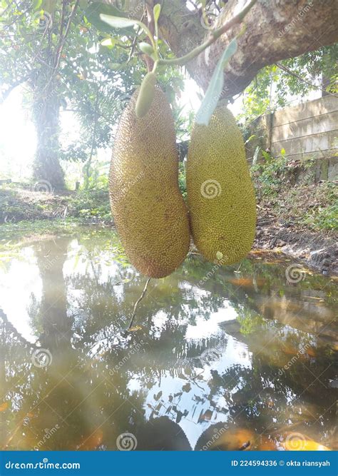 2 Large Jackfruit Hanging Over The Lake Is Very Delicious When Eaten
