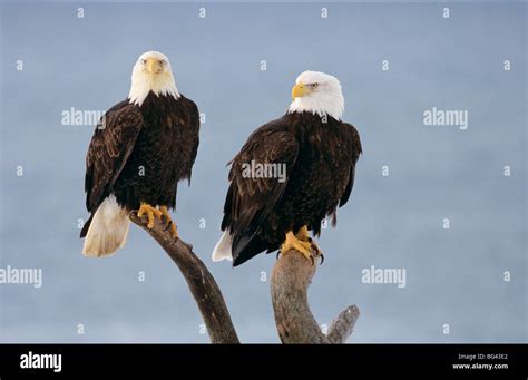 Two Bald Eagles Branch Hi Res Stock Photography And Images Alamy