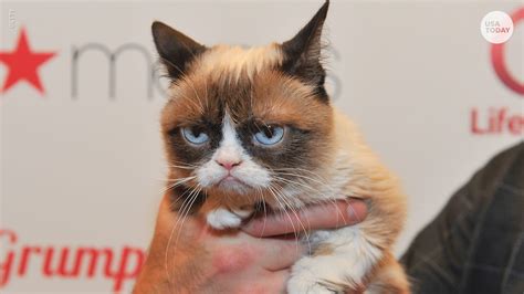 internet sensation grumpy cat dies at age 7