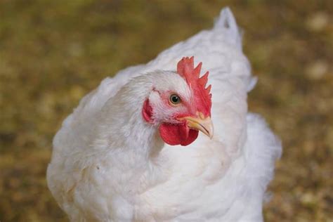 Sejak tahun 1981, pihak berwenang sebenarnya gencar melakukan promosi ayam broiler. Harga Ayam Broiler Hari Ini | Komoditas Ternak
