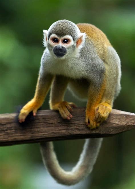 What Animals Live in Ecuador's Amazon Rainforest? Our 7 Favorites ...