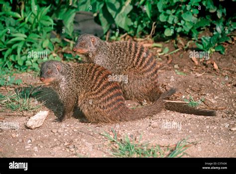 Banded Mongoose Mungos Mungo Herpestidae Sitting Around In Daytime