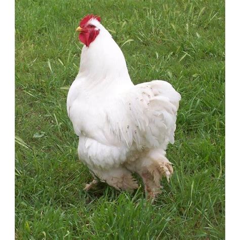 Cackle Hatchery White Cochin Standard Chicken Straight Run Male And