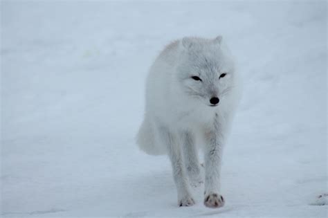 The Fluffy, Mostly White, Dangerous, and Wonderful Wild Animals of the