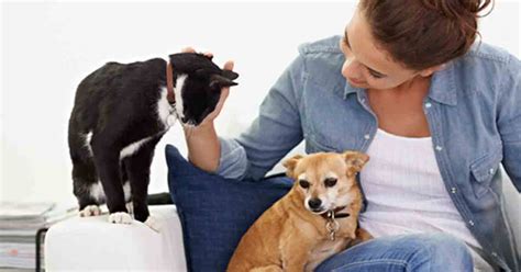 Petting Dogs And Cats Can Lower Stress And More