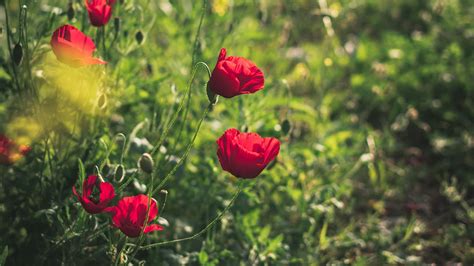 Download Wallpaper 3840x2160 Poppies Red Flowers Plant
