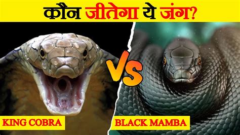 King Cobra और Black Mamba क बच मकबल King Cobra Vs Black Mamba
