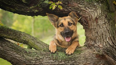 german shepherd shepherd dog face tree HD wallpaper