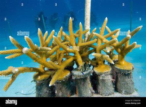Coral nursery florida hi-res stock photography and images - Alamy