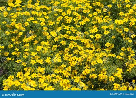 Yellow Flower Bush Many Yellow Spring Flowers Stock Photo Image Of