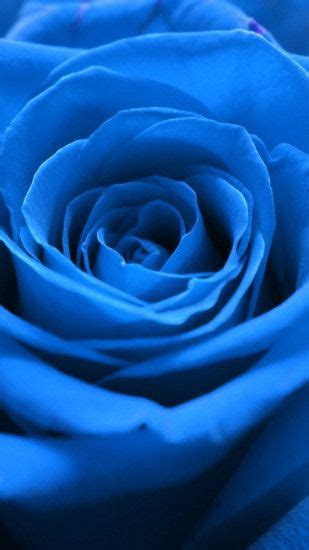 Blue Rose Wallpaper ·① Wallpapertag Blue Roses Wallpaper Rose