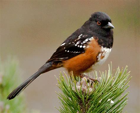 Rufous Sided Towhee Interesting Fact The Rufous Sided Flickr
