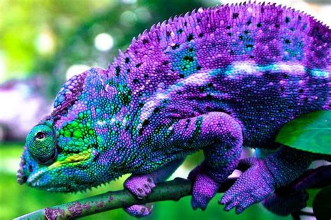 Purple Panther Chameleon | Chameleon pet