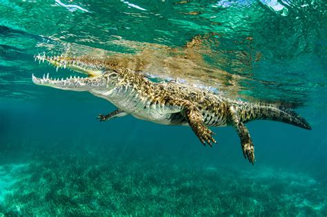 Crocodiles Can Swim In Saltwater Heres How Reptilecity