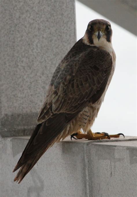 PELAGIC BIRDER: Barbary falcon?