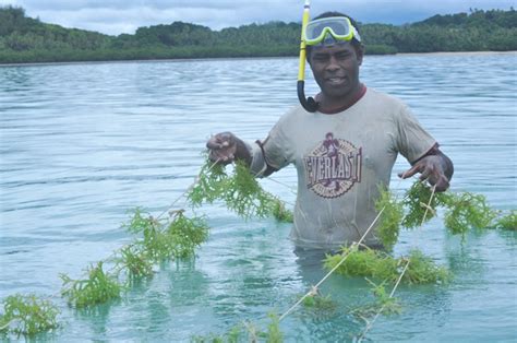 Northerners Have New Skills Seaweed Farming