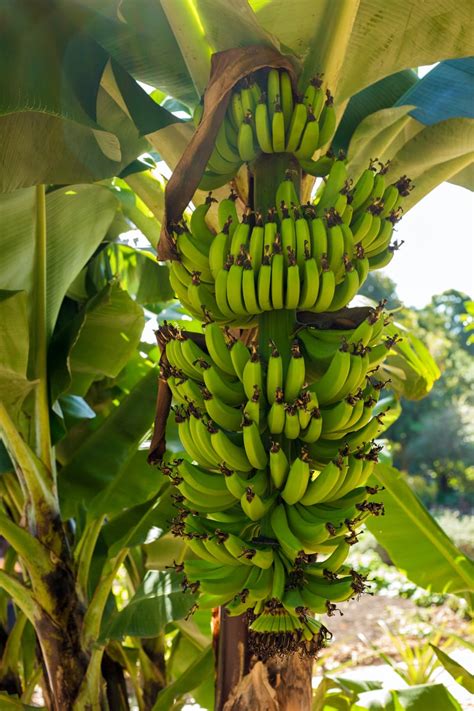 Are Our Beloved Bananas Really On The Brink Of Extinction