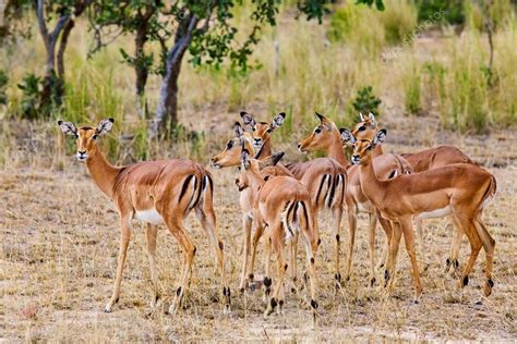 Female Impala Antelopes Kruger National Park South Africa — Stock