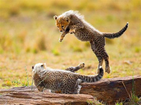 Cheetah Cubs Playing Stuffed Animals Fotos De Animales