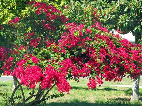 Throw open your windows on a warm day in may, and you're apt sonic bloom® pink weigela. 1000+ images about BUSHES on Pinterest | Snowball, White ...