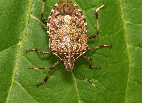 Invasive Stink Bug Moves In On Homes — And Crops — In Wisconsin