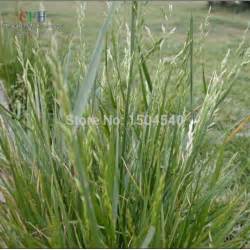 Compare prices & read reviews. Popular Indoor Plants Lowes-Buy Cheap Indoor Plants Lowes lots from China Indoor Plants Lowes ...