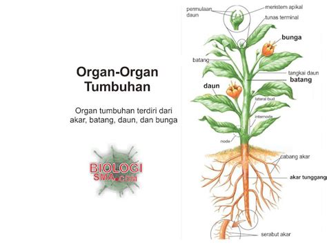 Sistem Organ Pada Tumbuhan Homecare24