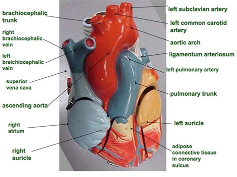 anatomical heart labeled - Google Search | Anatomy (Heart ...