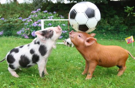 Mini Pig Breeds And Mini Pig Registries Are You Wasting Your Money