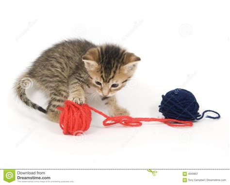 Cat red wool yarn, cat, kitten, playing with wool. Kitten playing with yarn stock image. Image of look ...