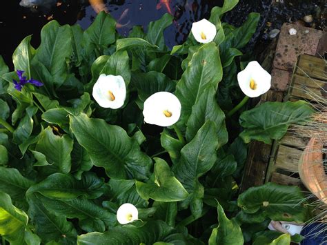 All About Arum Lily Planting Growing Caring Getrather Com