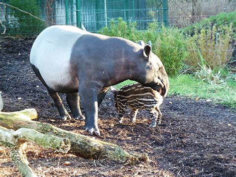 Tapir Pictures And Facts