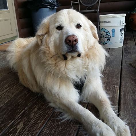 Great pyrenees is a very large and beautiful white dog breed that can become a wonderful family member. Flickr: The Great Pyrenees Pool