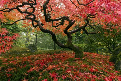 Japanese Maple Tree - Bilder på lerret - Photowall