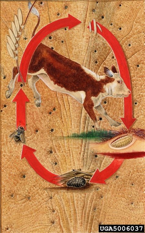 Cattle Lice - Bugwoodwiki