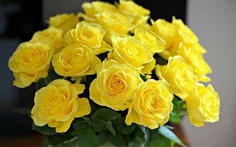 Free Download Beautiful Yellow Roses Widescreen Hd Wallpaper