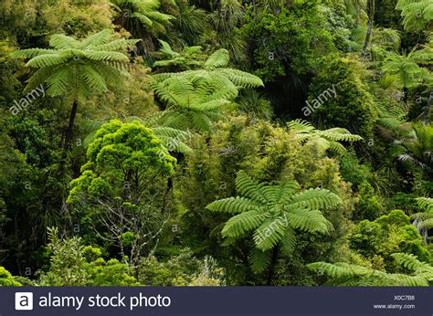 Tree Ferns New Zealand High Resolution Stock Photography And Images Alamy