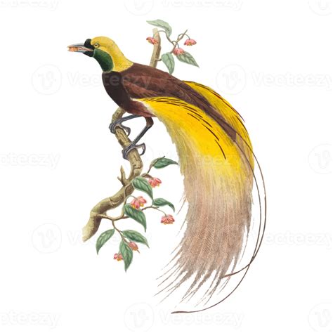 Exotic Bird Illustration 12661565 Png