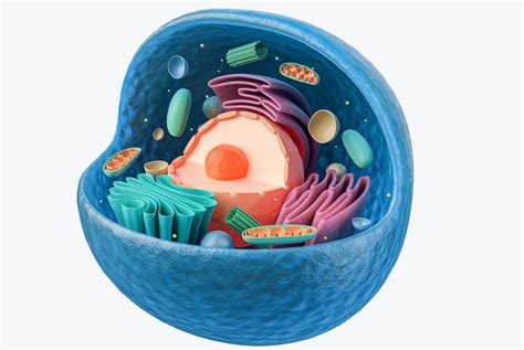 Animal Cell 3d Model Definition Parts Structure And Diagram In