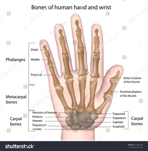 The bones of the back, together, make up the vertebral column. Bones Hand Labeled Stock Illustration 228843196 - Shutterstock