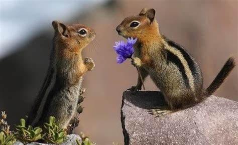 Sorry Guys But This Chipmunk Has More Game Than You Photo Huffpost